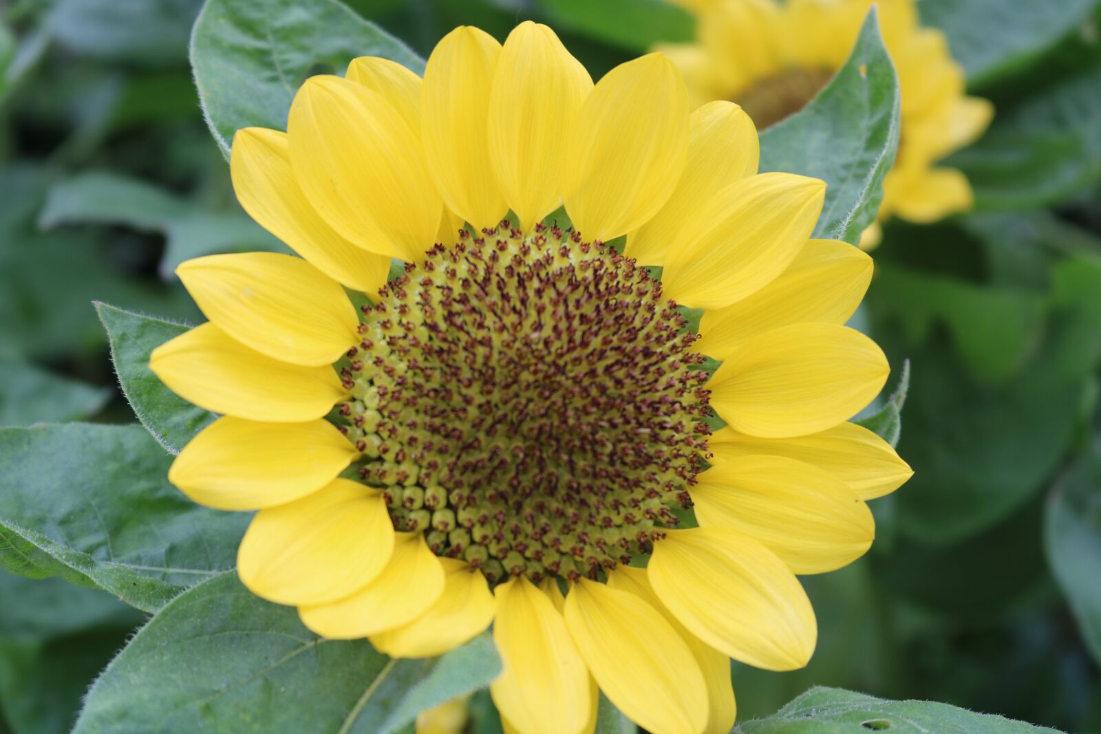 Canon EOS 750D (EOS Rebel T6i / EOS Kiss X8i) sample photo. Yellow, flower, nature photography