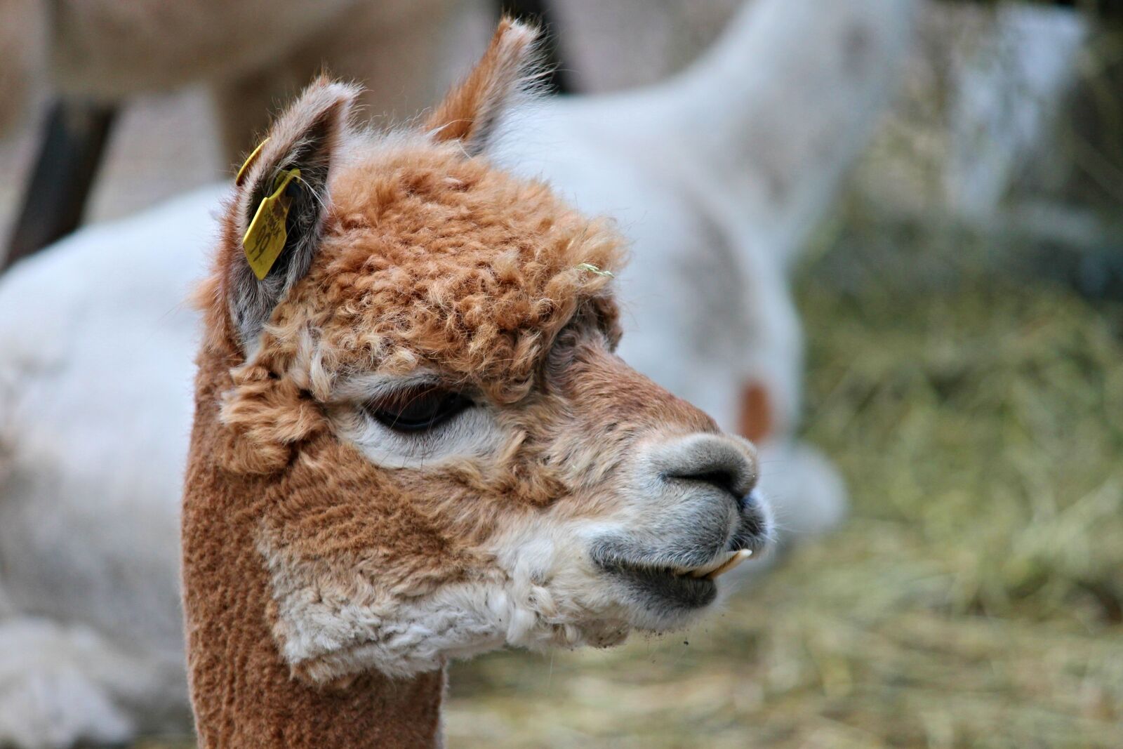 Canon EOS 1100D (EOS Rebel T3 / EOS Kiss X50) sample photo. Alpaca, brown, young photography