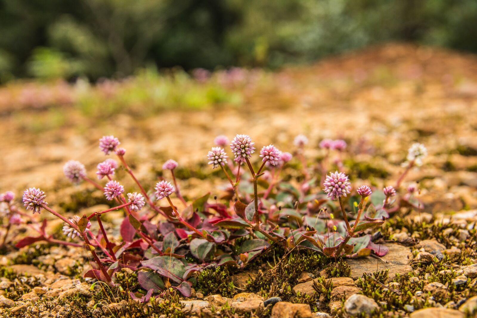 Nikon D7100 sample photo. Flowers, purple flowers, nature photography