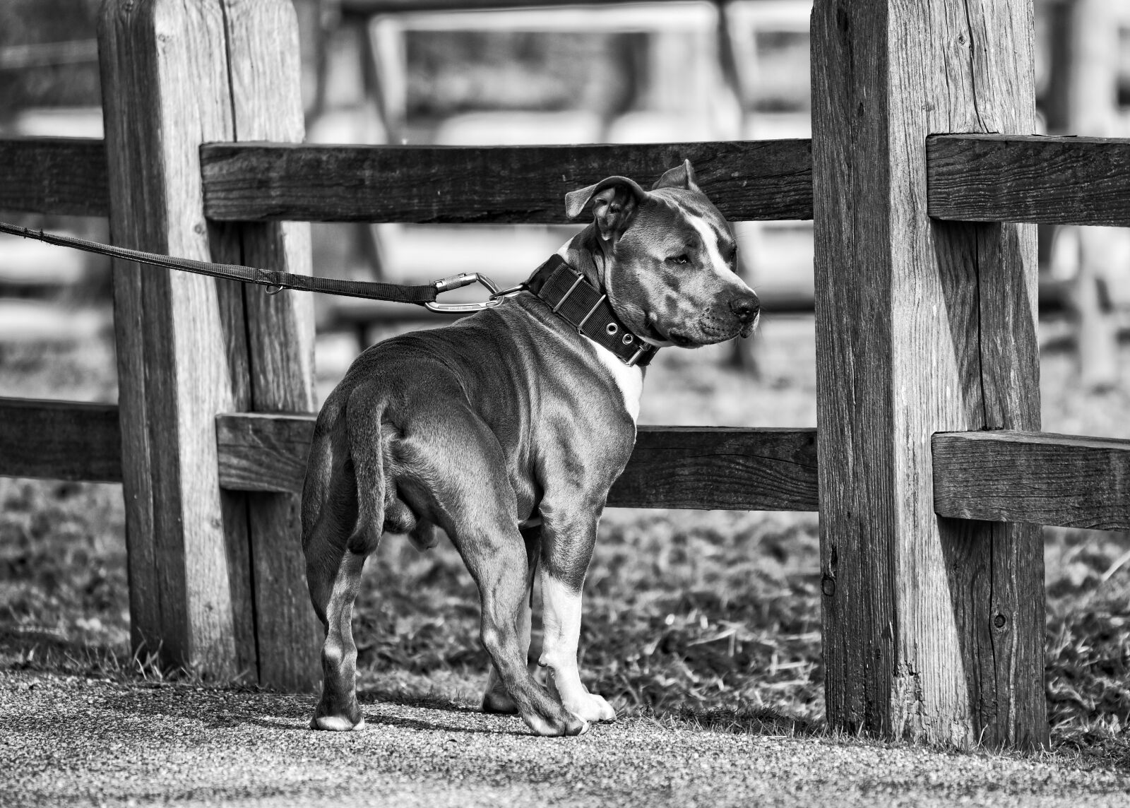 Nikon D750 sample photo. Dog, animal, mammal photography