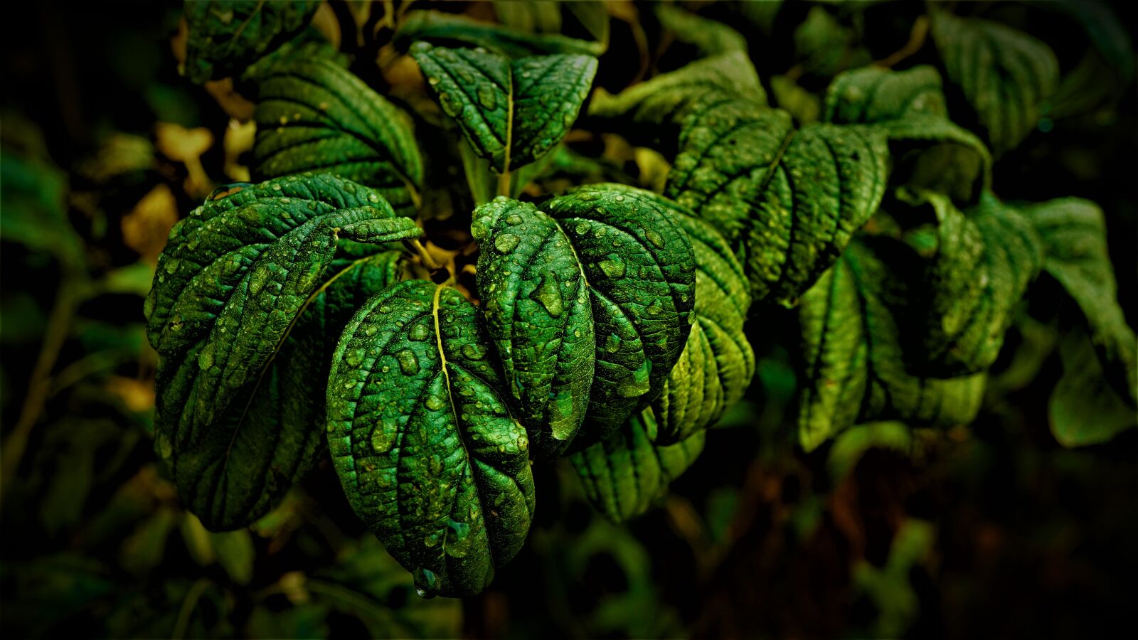 Sony E 30mm F3.5 Macro sample photo. Leaves, rain, drip photography