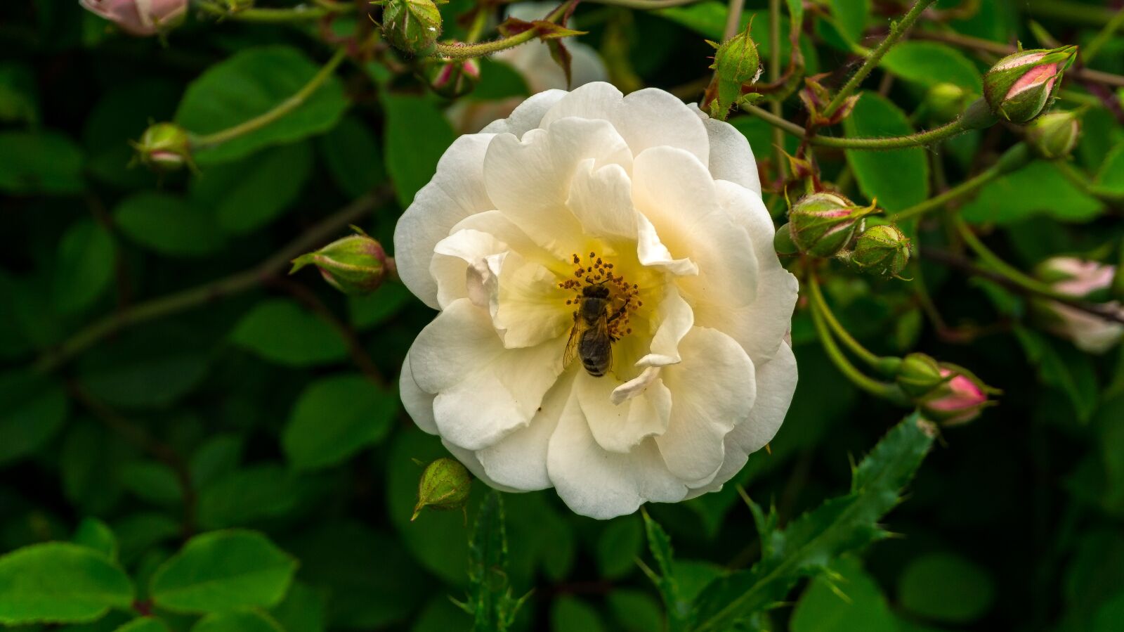 Sony Alpha a5000 (ILCE 5000) sample photo. Flower, blossom, bloom photography