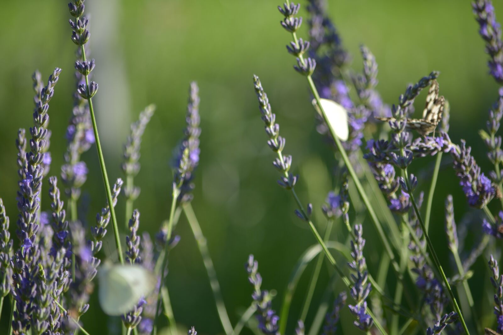 Nikon D5200 sample photo. Butterfly, lavender, flower photography