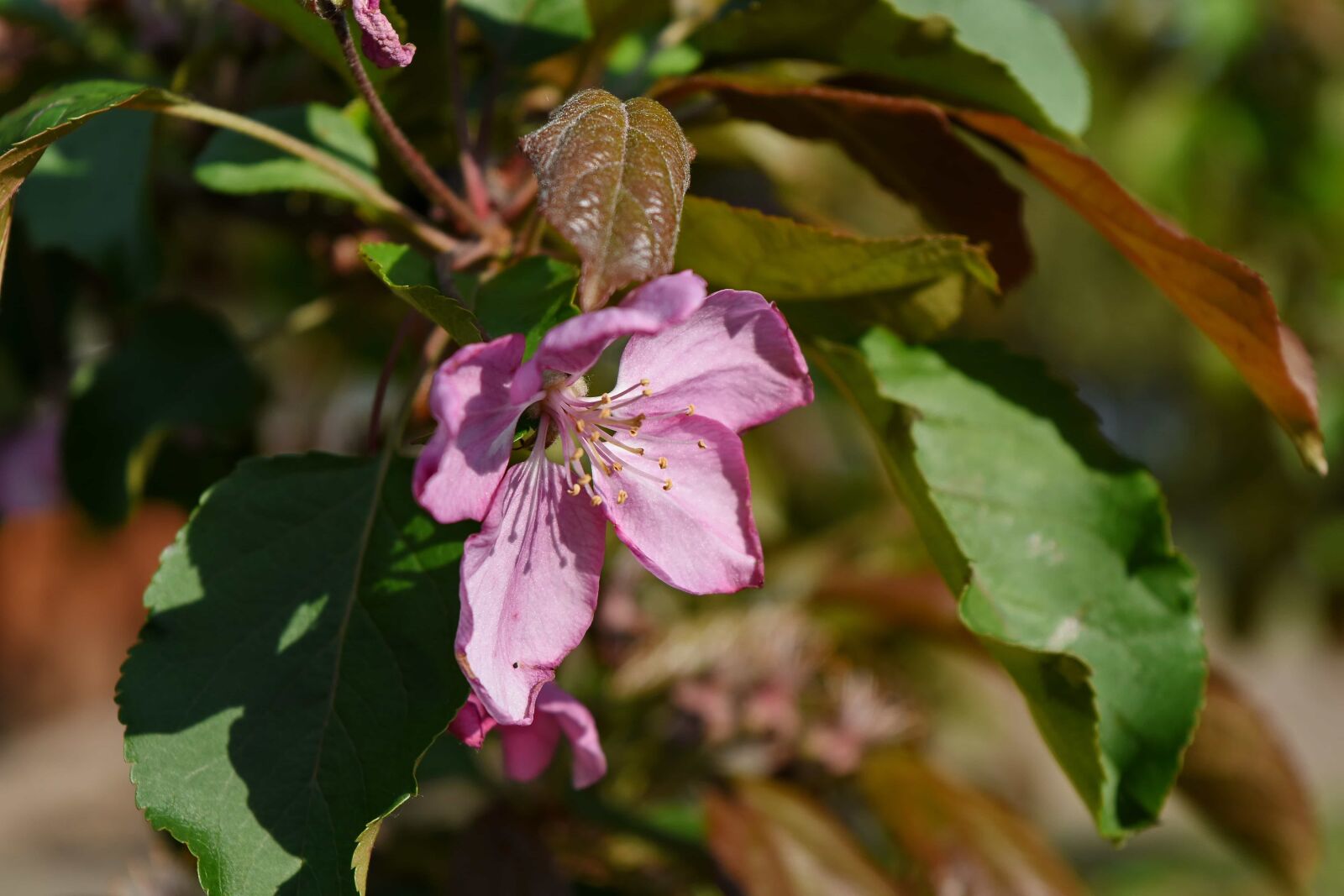 Nikon D5500 sample photo. Herb, garden, leaf, blossom photography
