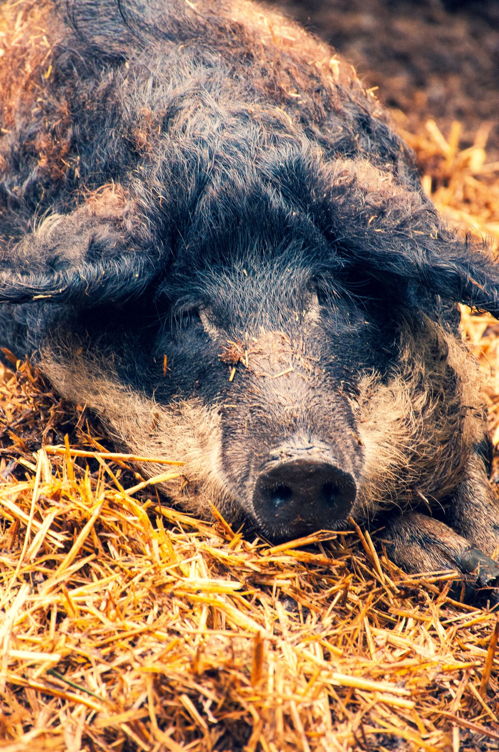 Nikon D90 sample photo. Pig, longhaired pig, straw photography