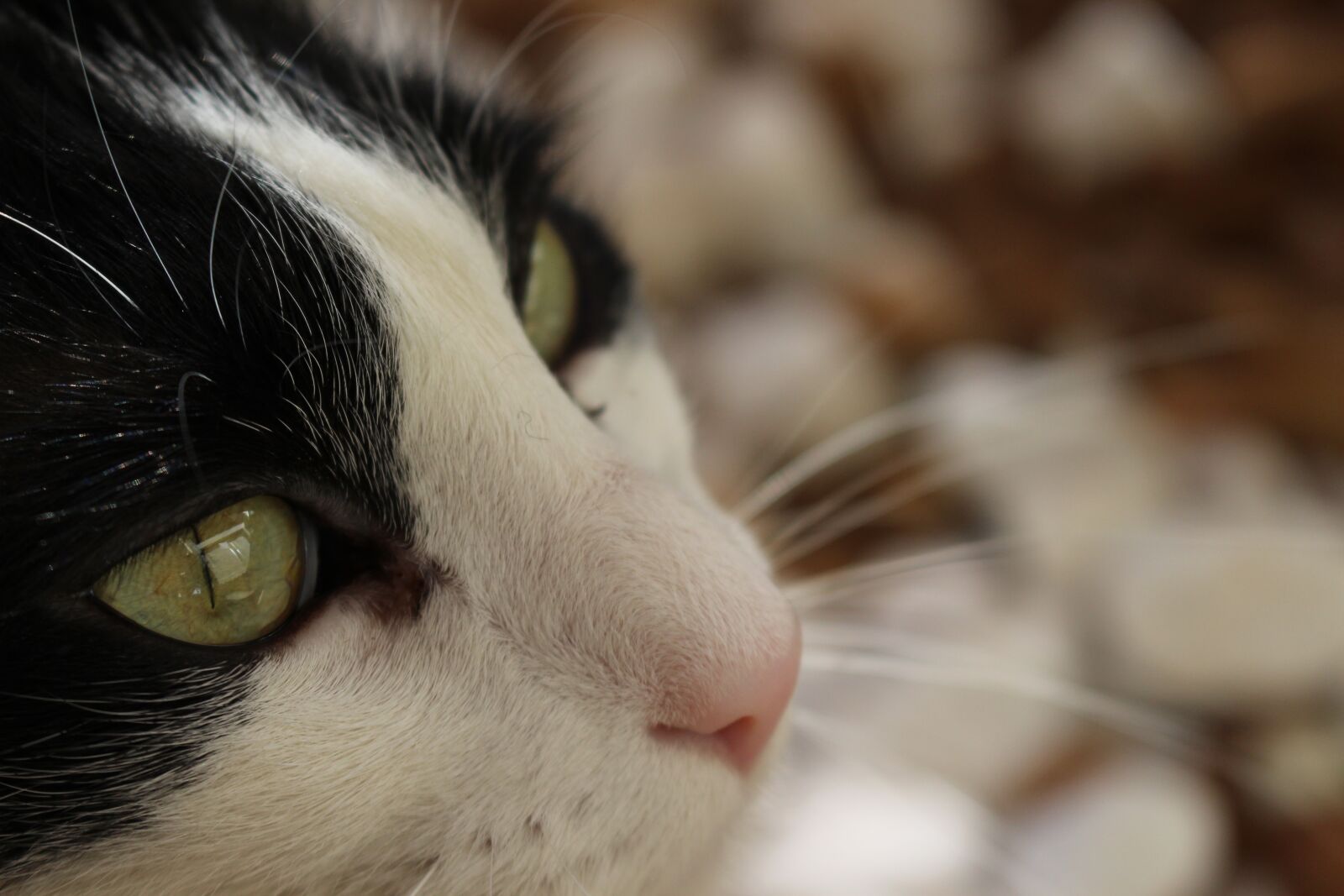 Canon EOS 700D (EOS Rebel T5i / EOS Kiss X7i) sample photo. Cat, tom, never give photography
