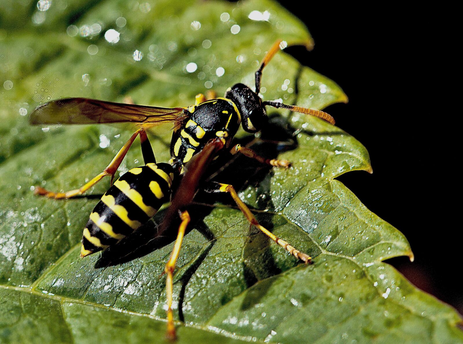 Canon EOS 5D Mark II sample photo. Osa, insect, macro photography