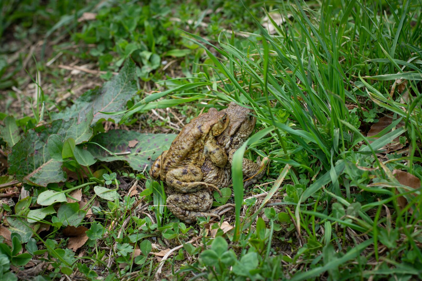 Nikon D7100 sample photo. Frogs, toads, mating season photography