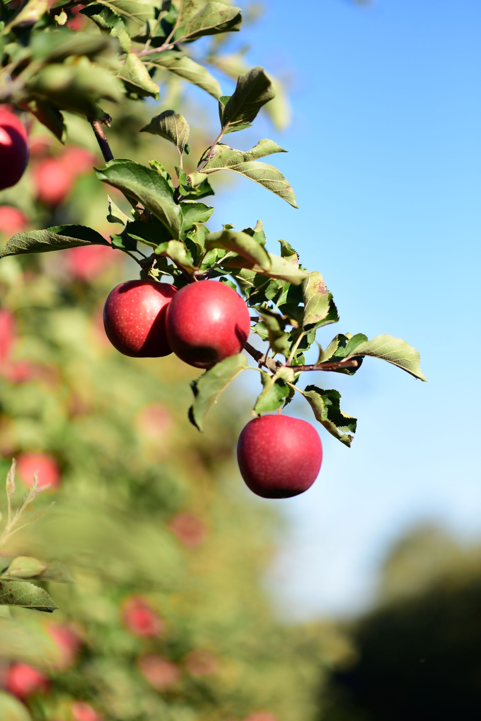 Nikon D750 sample photo. Sad, nature, apples photography