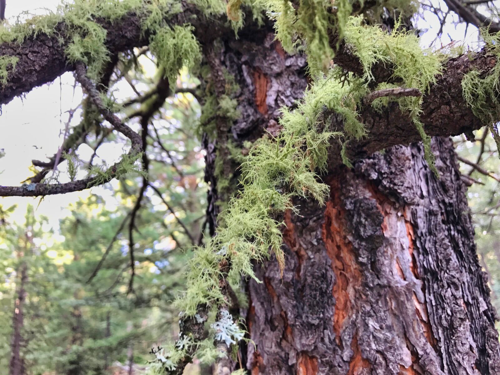 iPhone 7 back camera 3.99mm f/1.8 sample photo. Moss, tree, forest photography