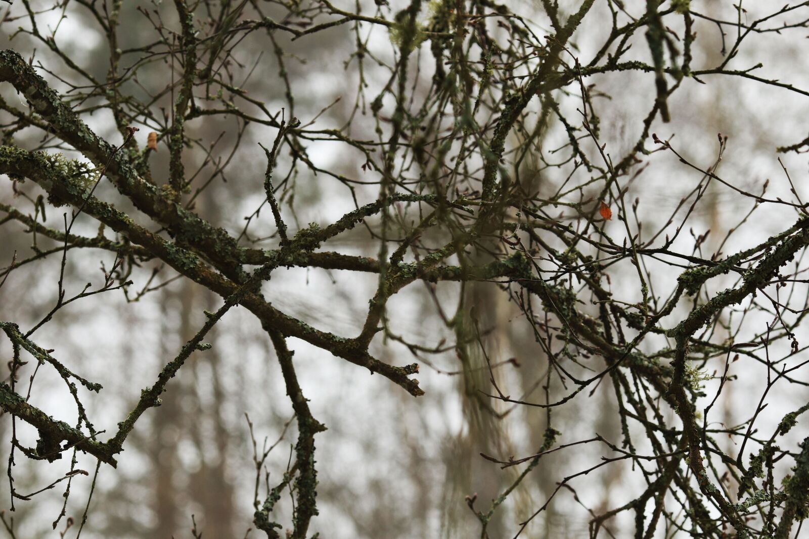 Canon EOS 7D Mark II + Canon EF 135mm F2L USM sample photo. Tree, branch, nature photography