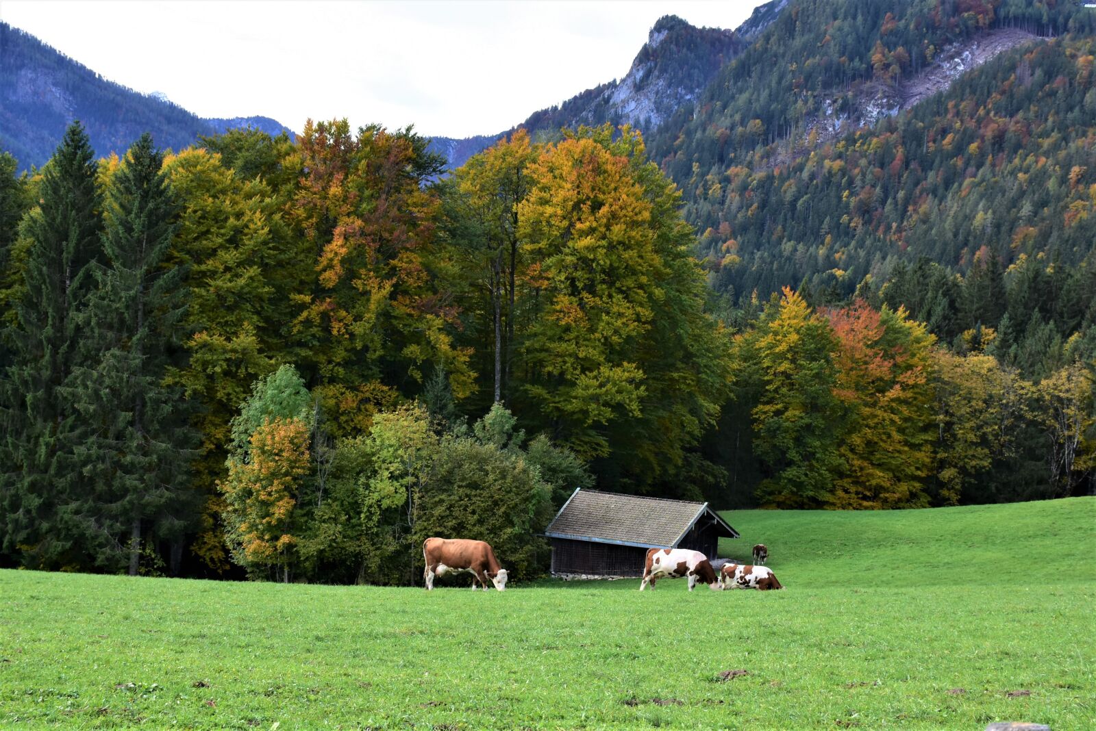 Nikon D7200 sample photo. Landscape, autumn, october photography