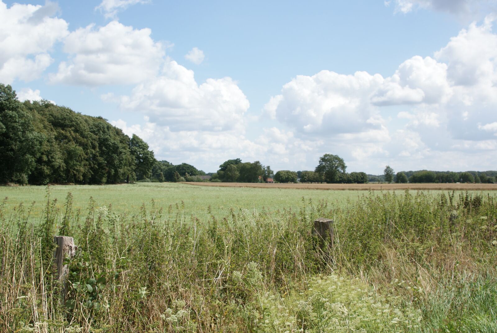 Sony Alpha DSLR-A300 sample photo. Field, nature, summer photography