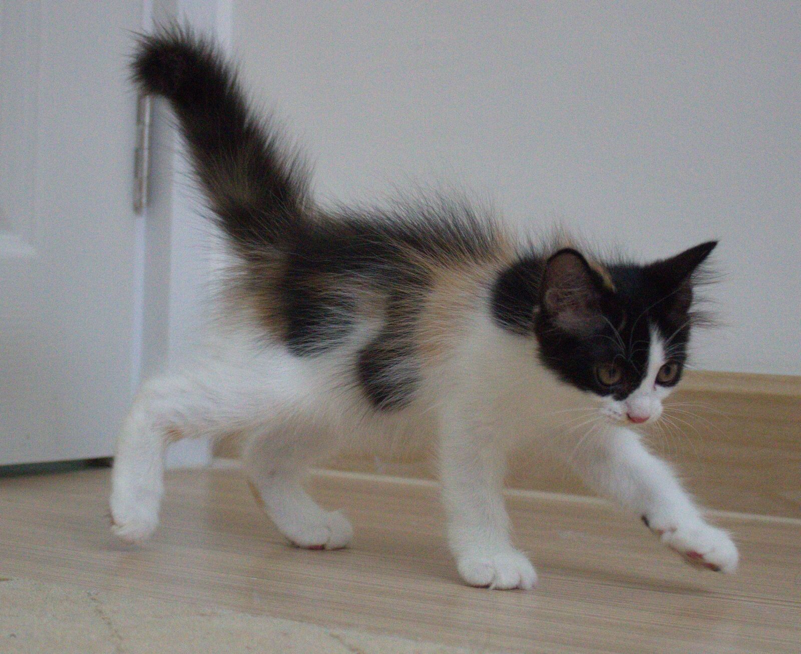 Canon EOS 600D (Rebel EOS T3i / EOS Kiss X5) sample photo. Cat, black, curious photography