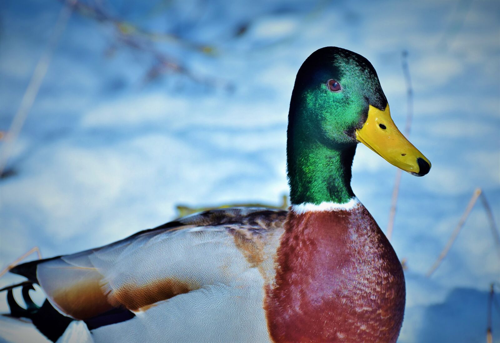 Nikon D7200 sample photo. Duck, drake, water bird photography