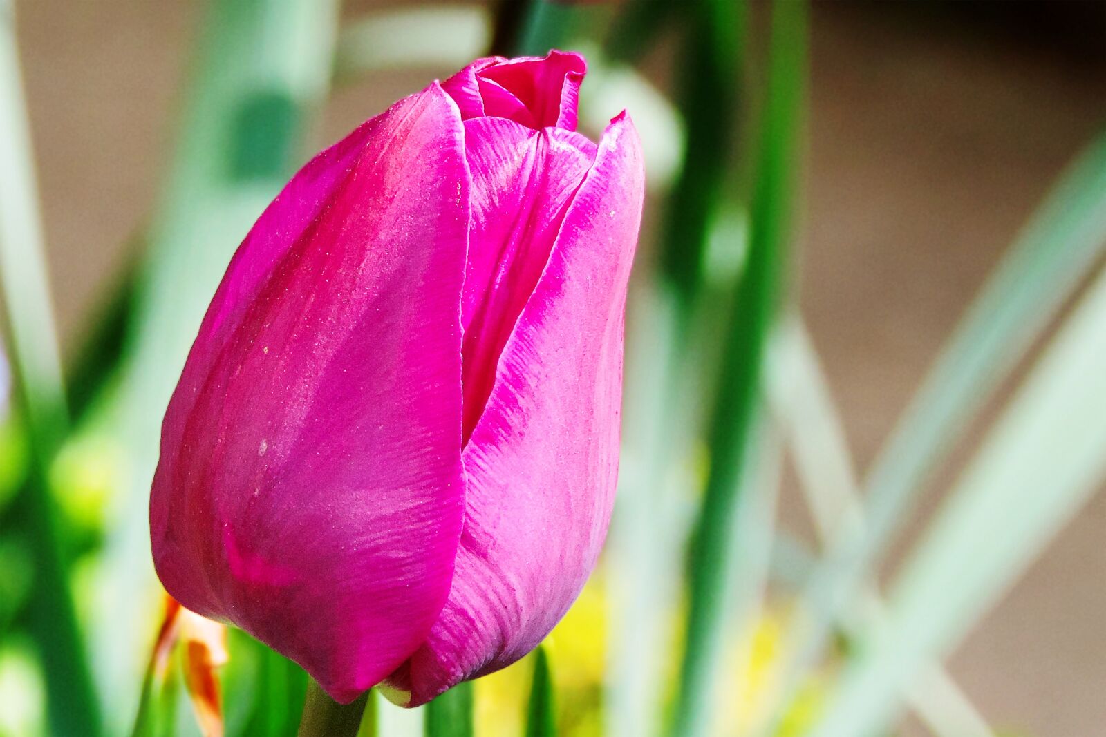 Nikon Coolpix P520 sample photo. Tulip, pink, flower photography