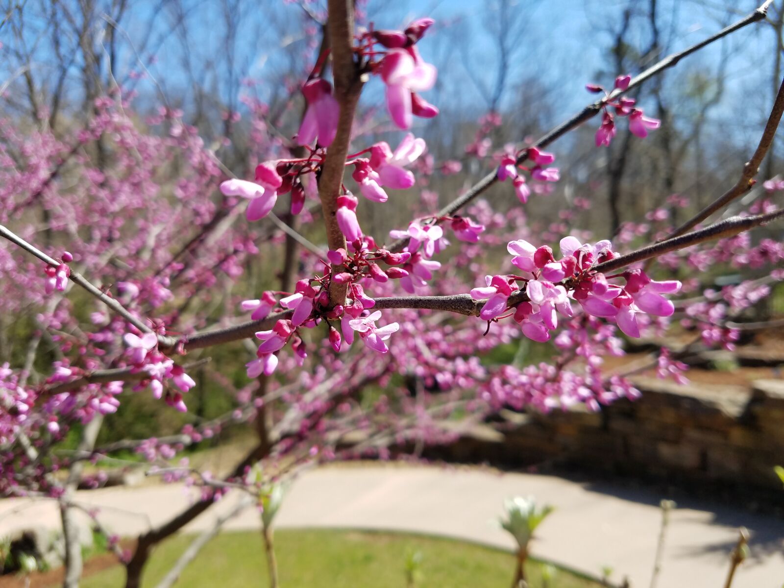 Samsung Galaxy S7 sample photo. Nature, pink, tree photography