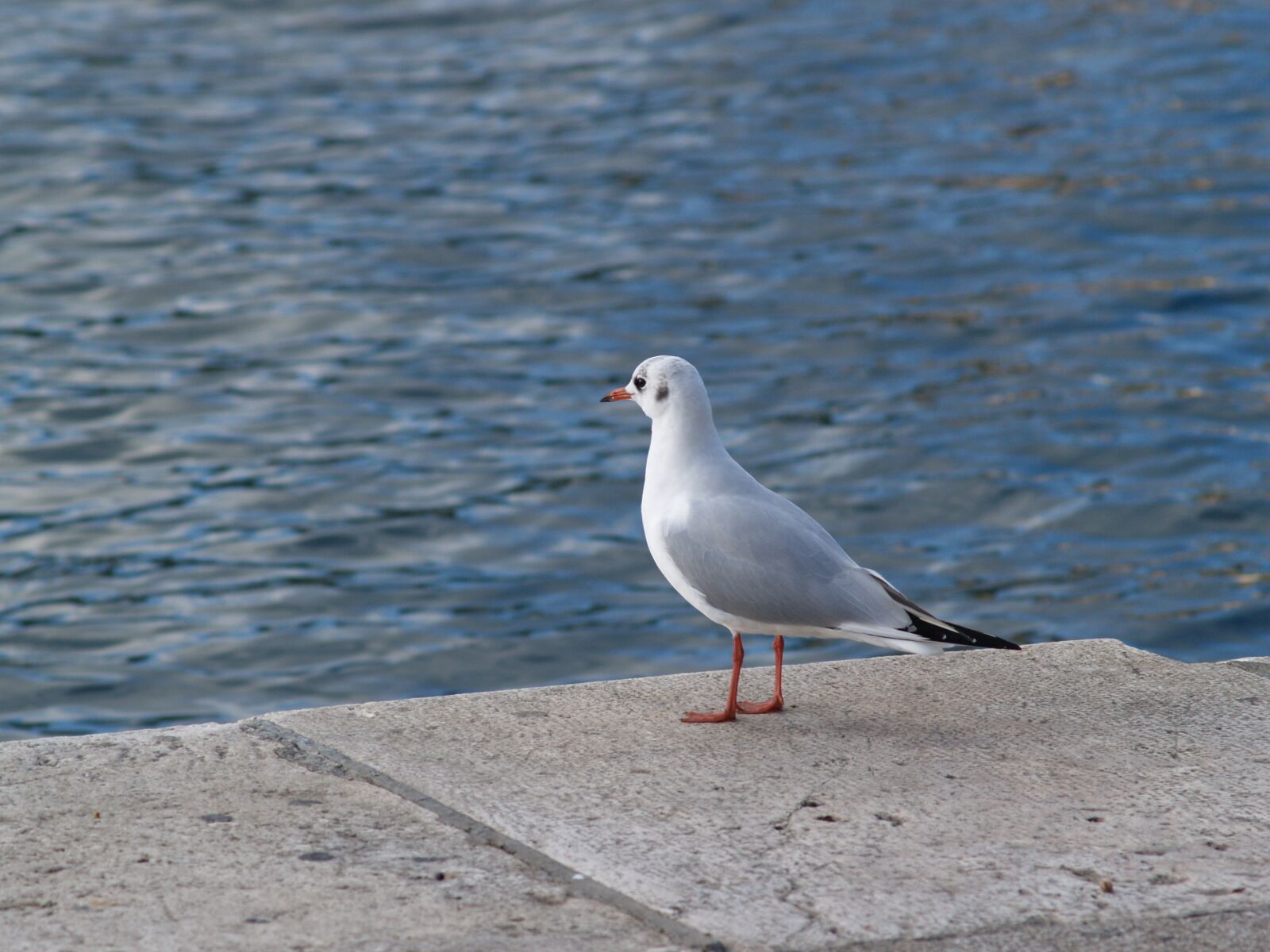 Olympus E-300 (EVOLT E-300) sample photo. Sea gull, animal, bird photography
