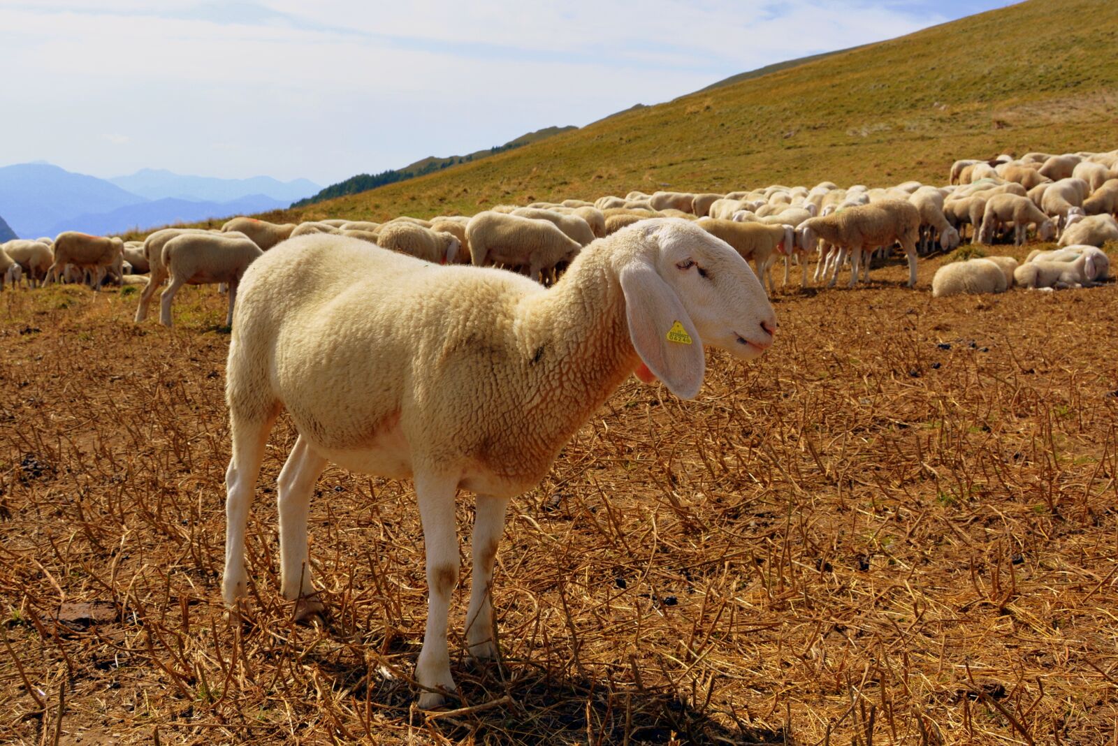 Nikon D7100 sample photo. Flock, mountain, sheep photography