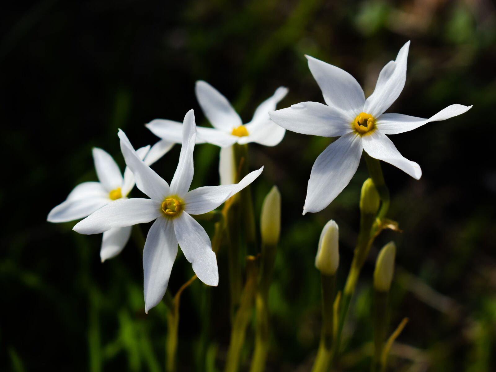 Nikon D3300 sample photo. Flower, lilies, white photography