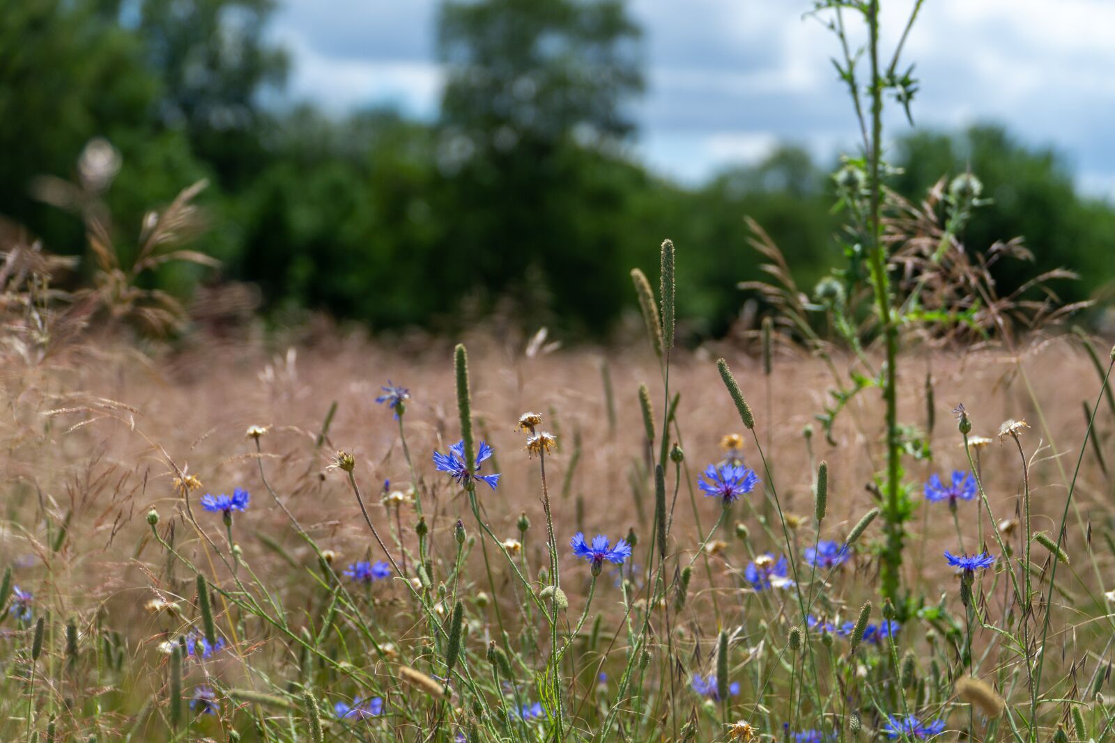 Sony E PZ 18-105mm F4 G OSS sample photo. Summer meadow, nature, flowers photography