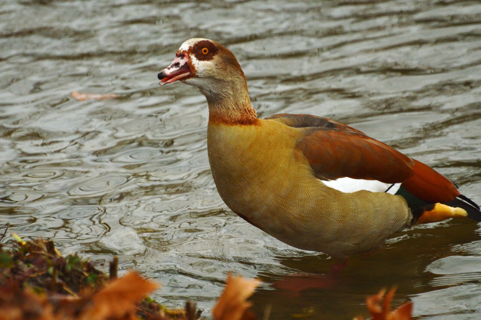 Nikon D3200 sample photo. Nilgans, water, nature photography
