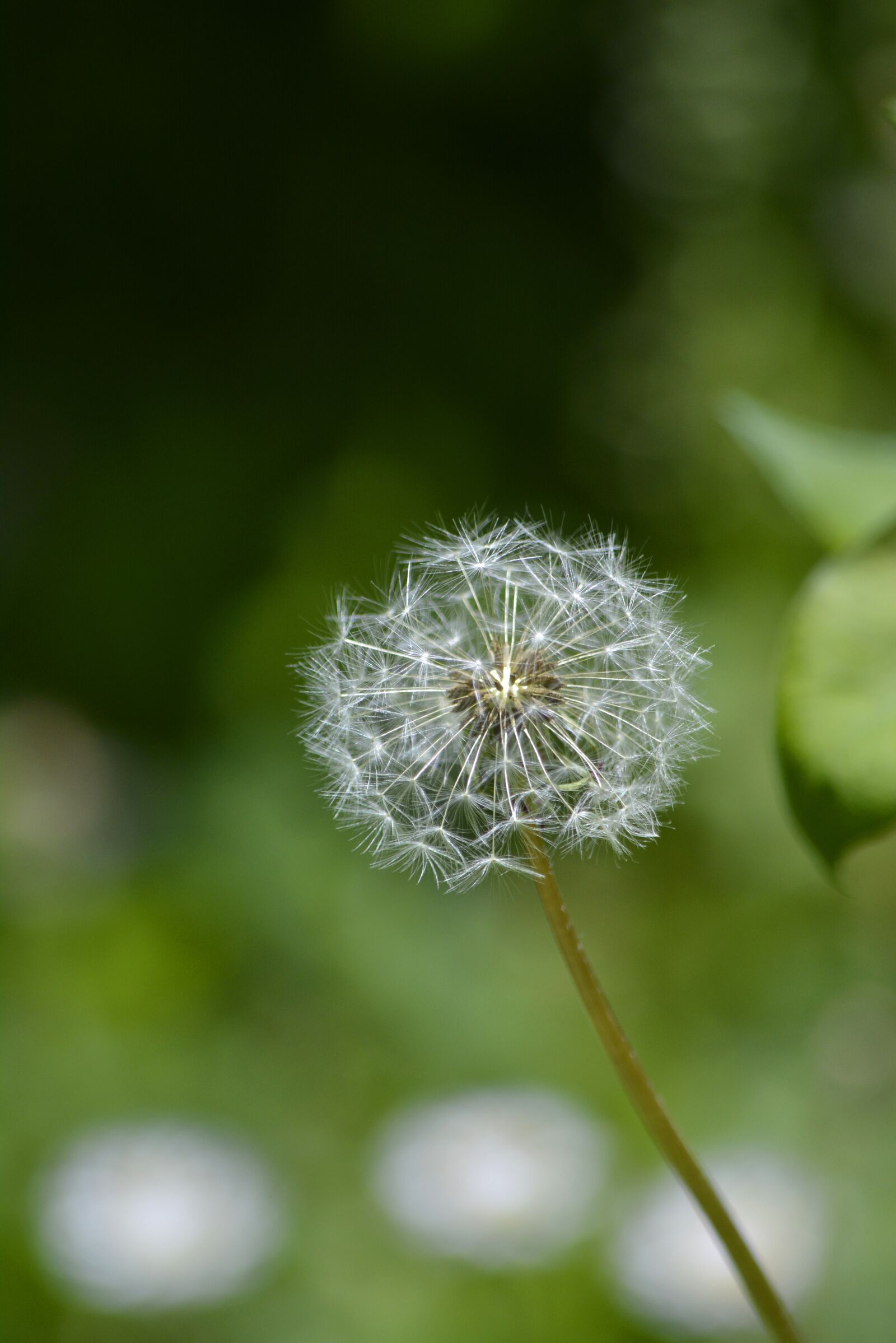 Nikon D5200 sample photo. Flower, green, floral photography