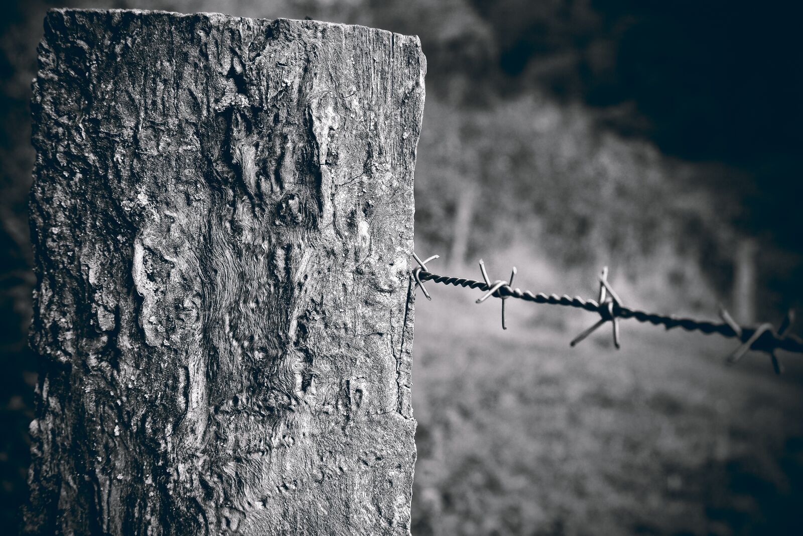 Olympus OM-D E-M10 sample photo. Wood, fence post, pile photography
