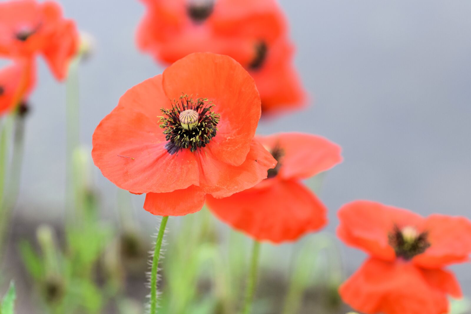 Nikon D5300 sample photo. Poppy, flower, red photography