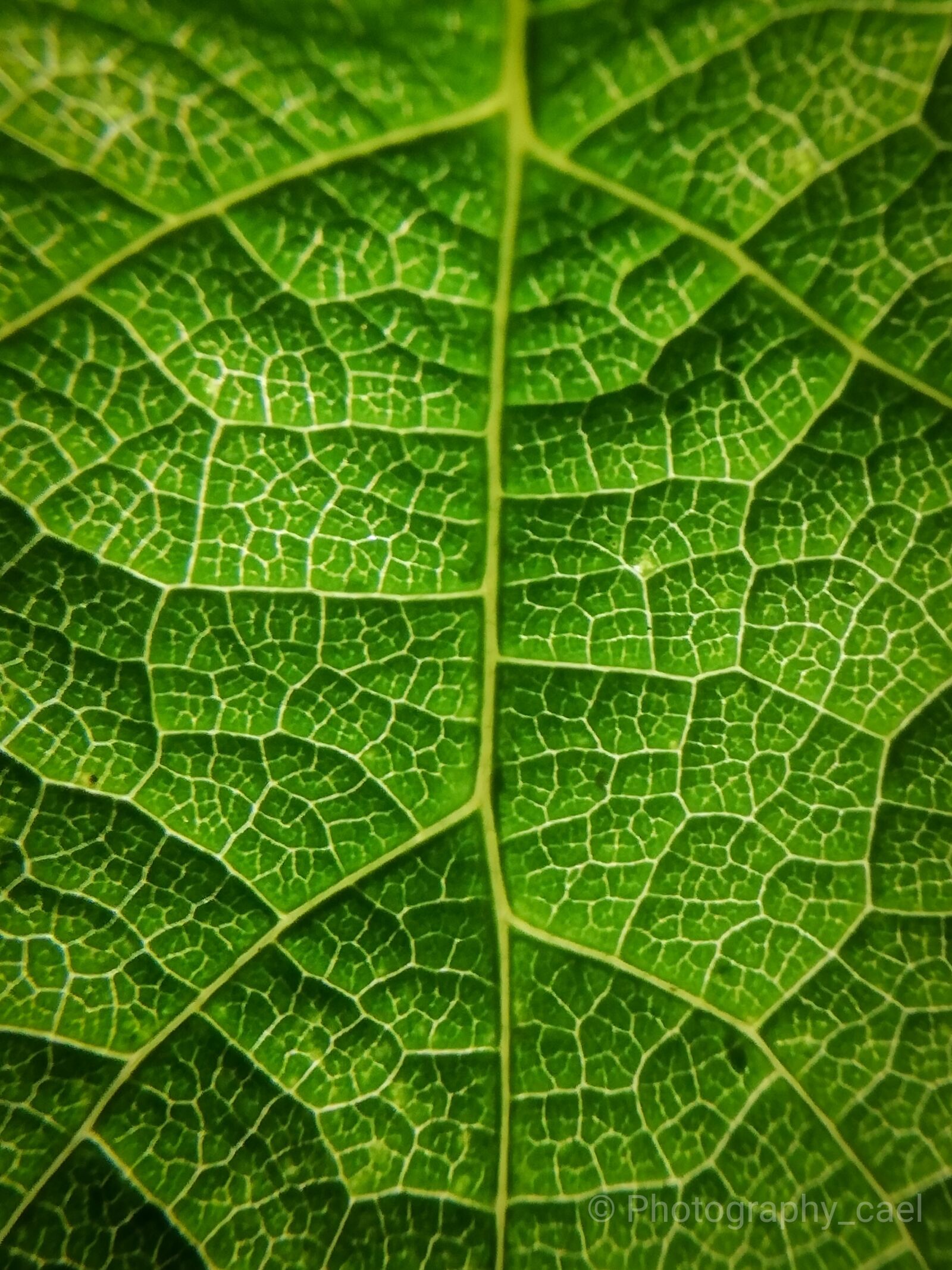 HUAWEI P20 lite sample photo. Leaf, patterns, pattern photography