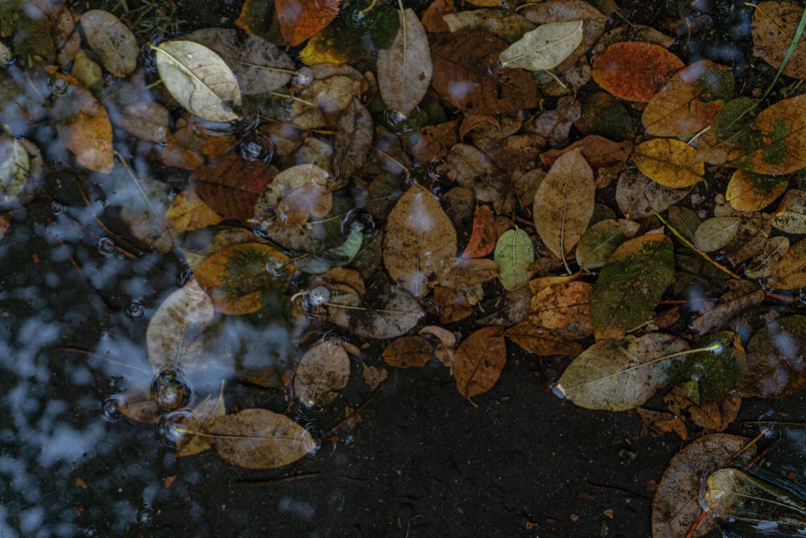 Sony a5100 sample photo. Autumn, dry leaf, leaves photography