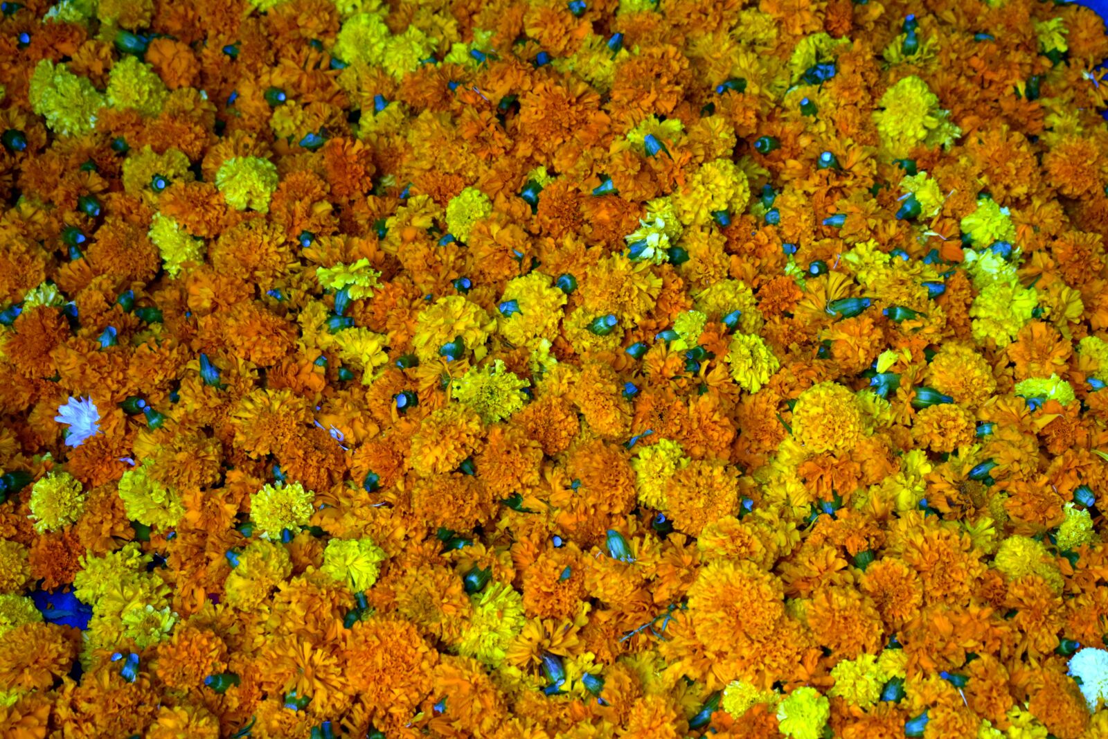 Nikon D5600 sample photo. Marigold flowers, orange, yellow photography
