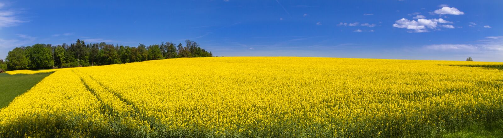 Canon EOS 7D sample photo. Oilseed rape, field of photography