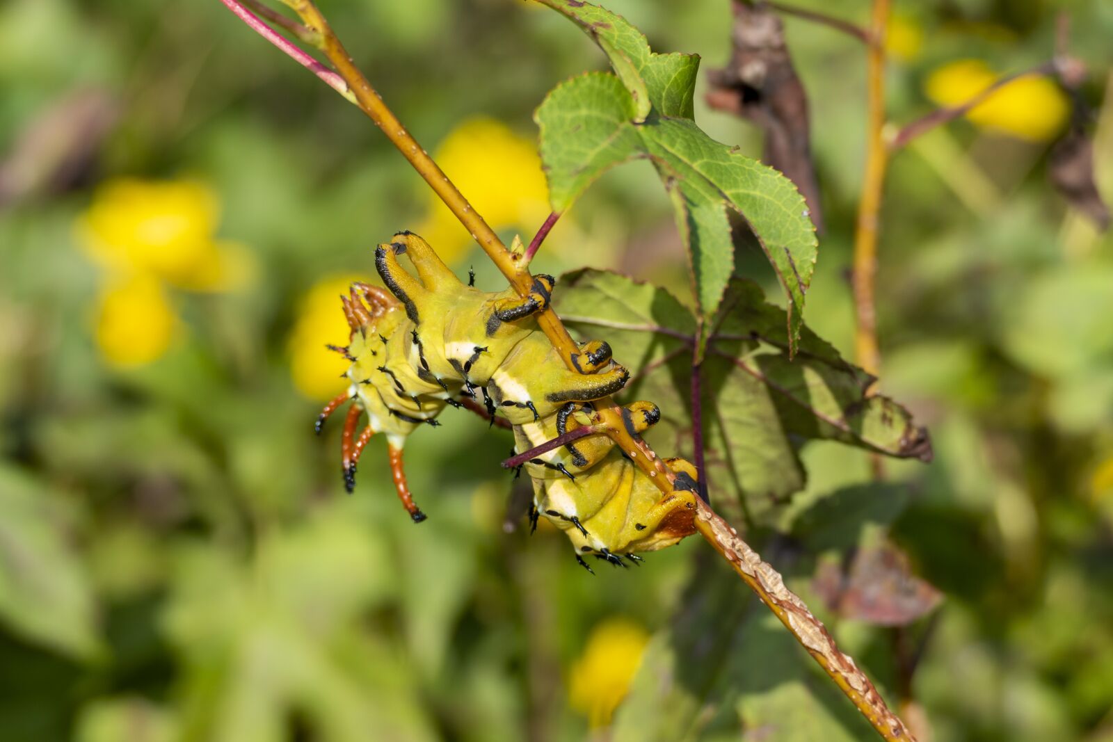 Panasonic Lumix DMC-FZ1000 sample photo. Caterpillar, insect, bug photography