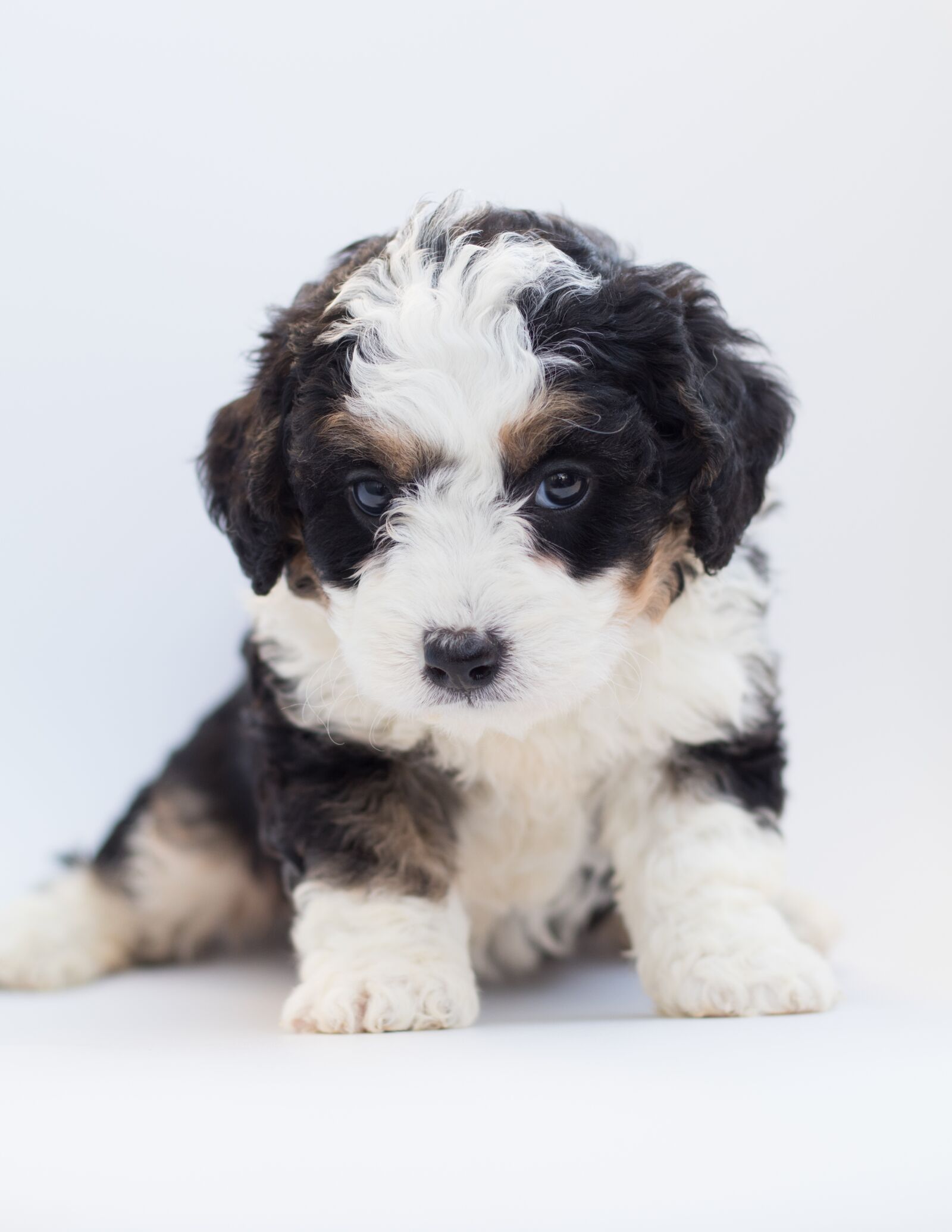 Canon EF 50mm F1.8 STM sample photo. Bernedoodle, dog, puppy photography