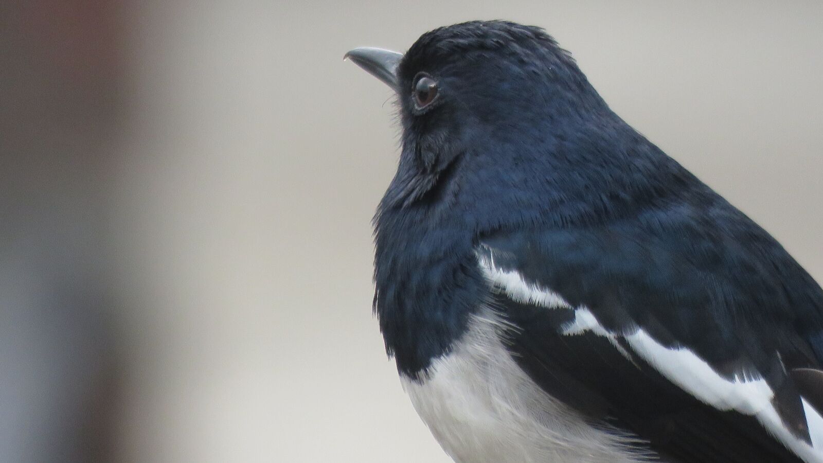 Canon PowerShot SX60 HS sample photo. Oriental magpie-robin, bird, robin photography