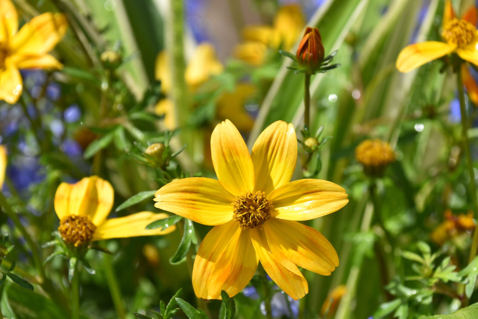 Nikon D5600 sample photo. Flower, flower color yellow photography