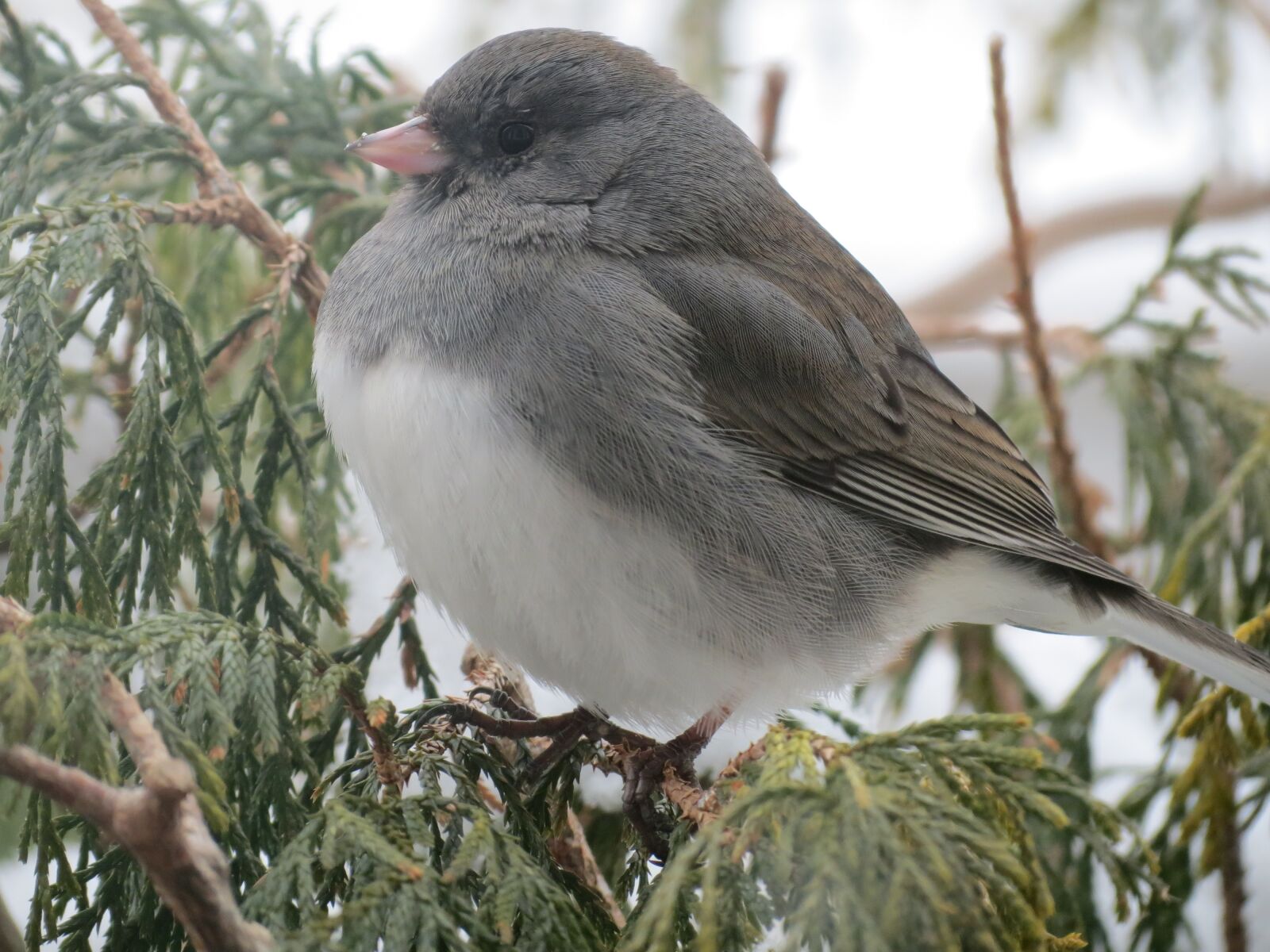 Canon PowerShot SX40 HS sample photo. Bird, snow bird, nature photography