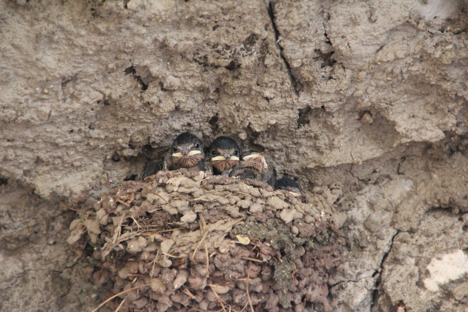 Canon EOS 600D (Rebel EOS T3i / EOS Kiss X5) sample photo. Birds, hatching, breed photography