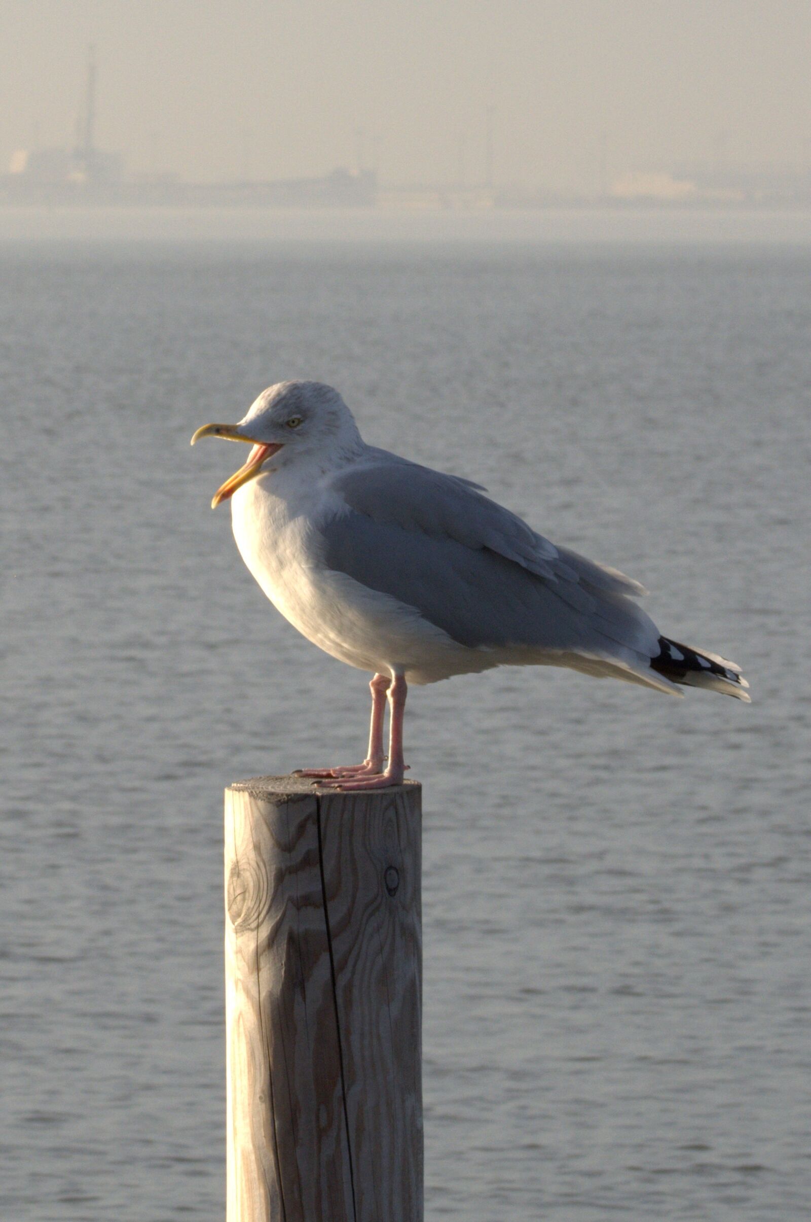 Nikon D5200 sample photo. Herring gull, seagull, larus photography