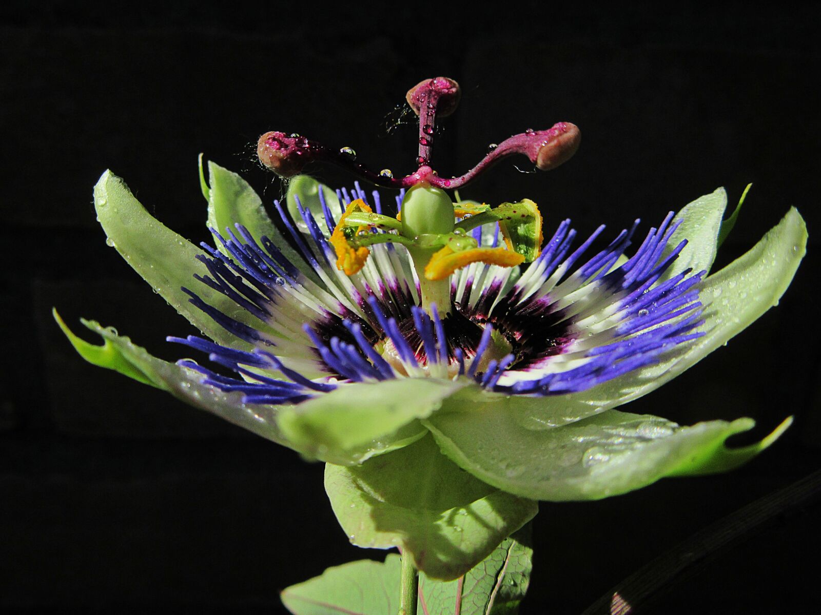 Canon PowerShot SX610 HS sample photo. Passiflora, passion flower, dew photography
