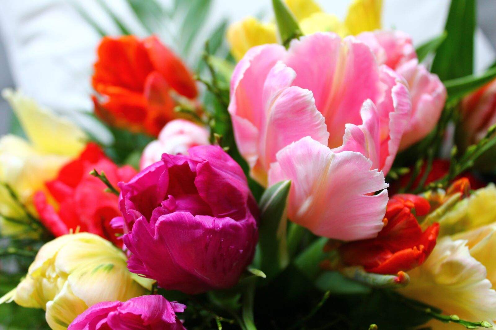 Canon EOS 1100D (EOS Rebel T3 / EOS Kiss X50) sample photo. Tulips, spring, flowers photography