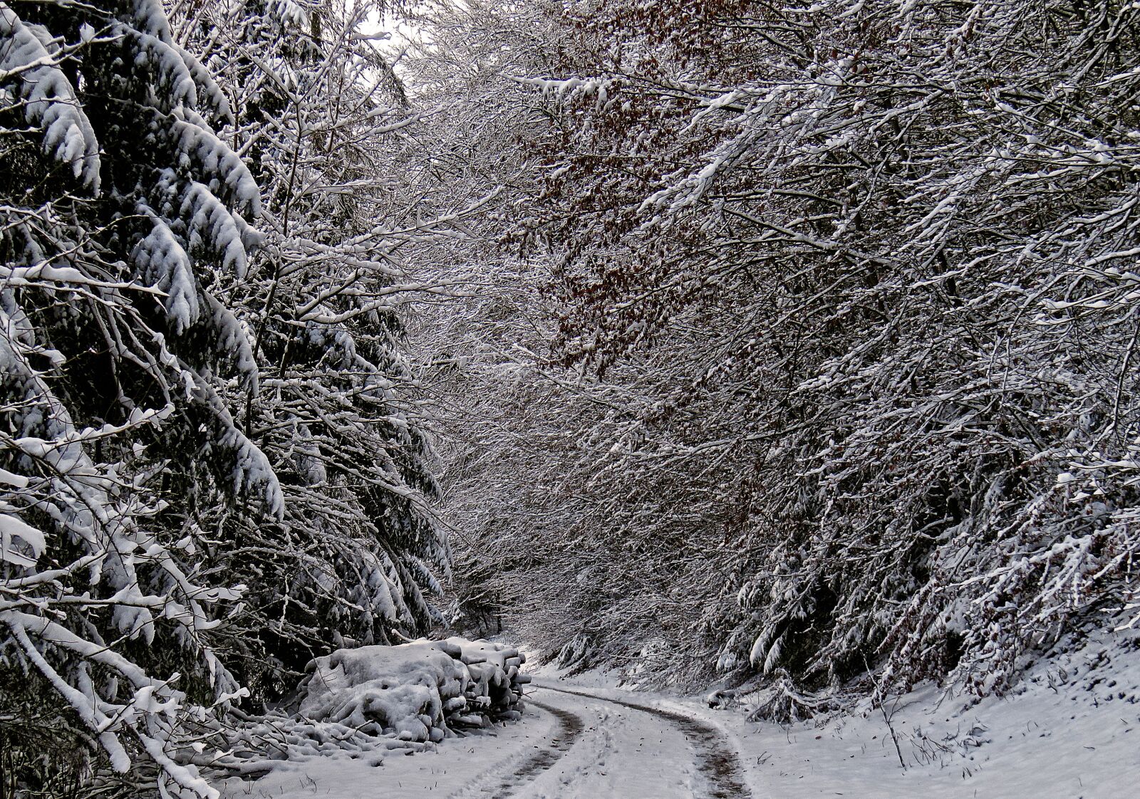 Canon PowerShot SX710 HS sample photo. Winter forest, forest path photography