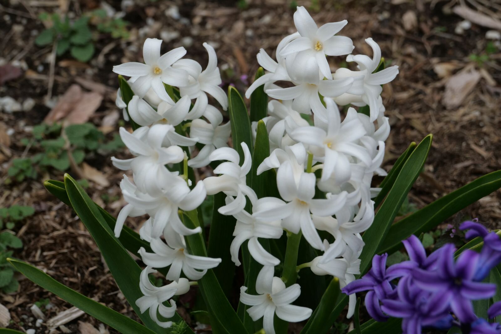 Panasonic Lumix DC-G9 sample photo. Hyacinth, flower, flora photography