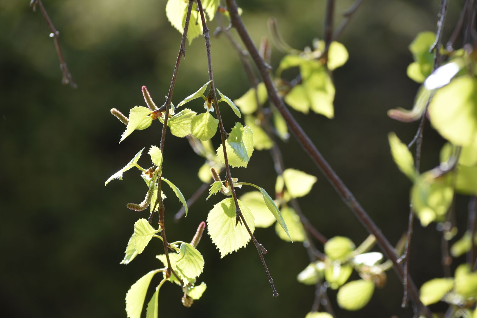 Nikon D3500 sample photo. Birch, nature, leaf photography