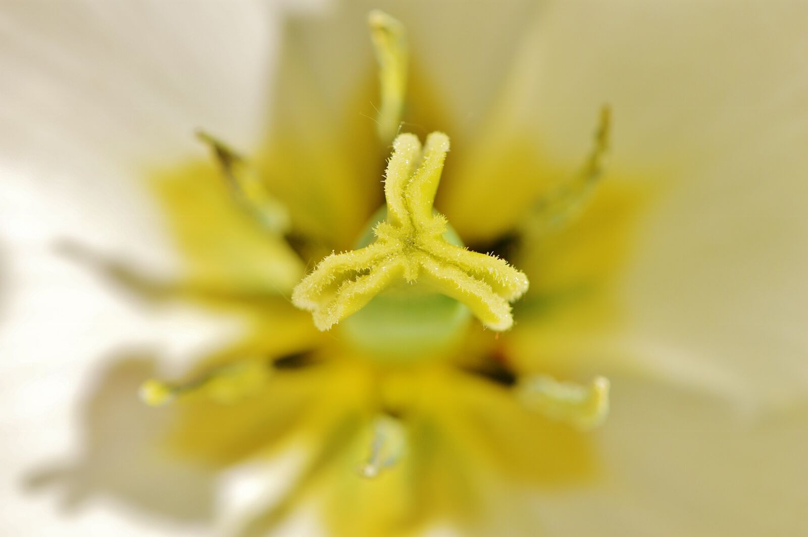 Nikon D3200 sample photo. Tulip, close up, white photography