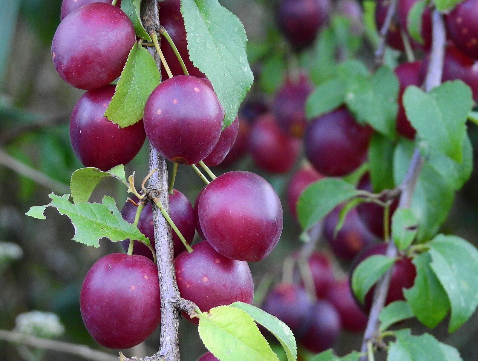 Nikon Coolpix P900 sample photo. Plum, fruit, vitamins photography