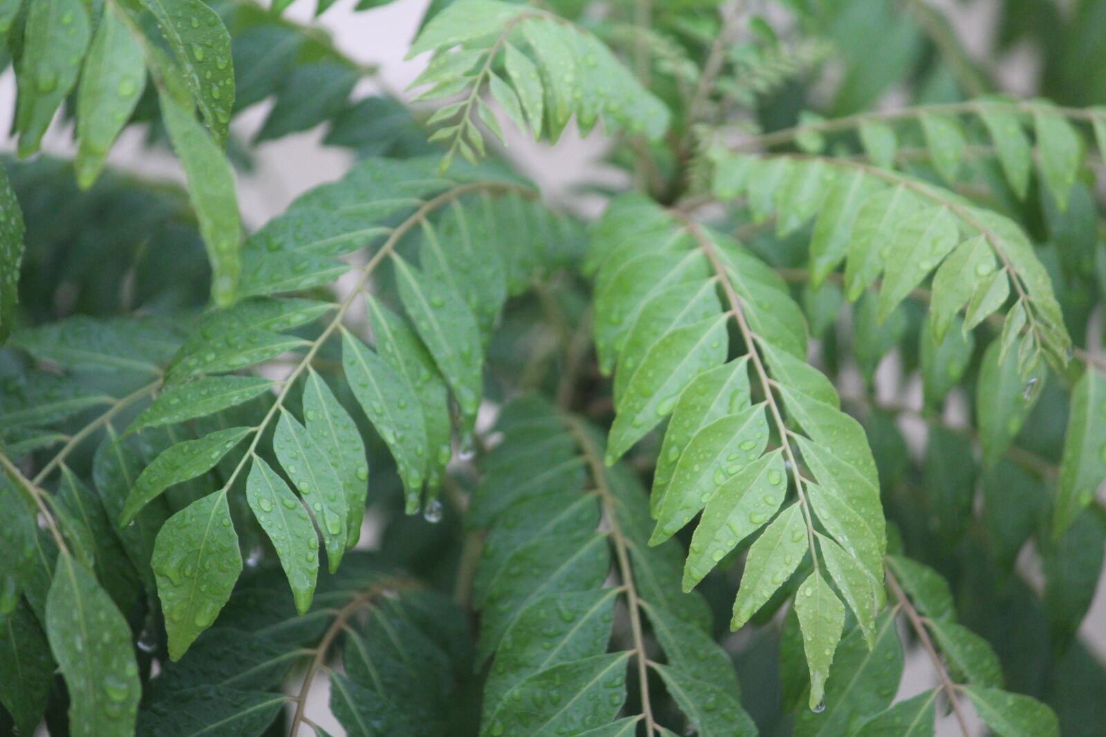 Canon EOS 1200D (EOS Rebel T5 / EOS Kiss X70 / EOS Hi) sample photo. Kadipatta, curry leaf, murraya photography