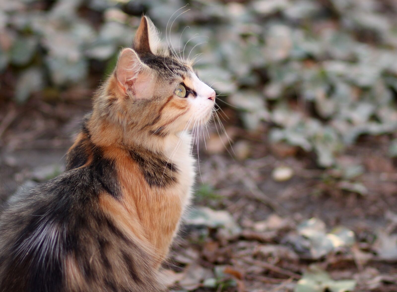 Canon EOS 700D (EOS Rebel T5i / EOS Kiss X7i) + Canon EF 85mm F1.8 USM sample photo. Cat, coloring, pet photography
