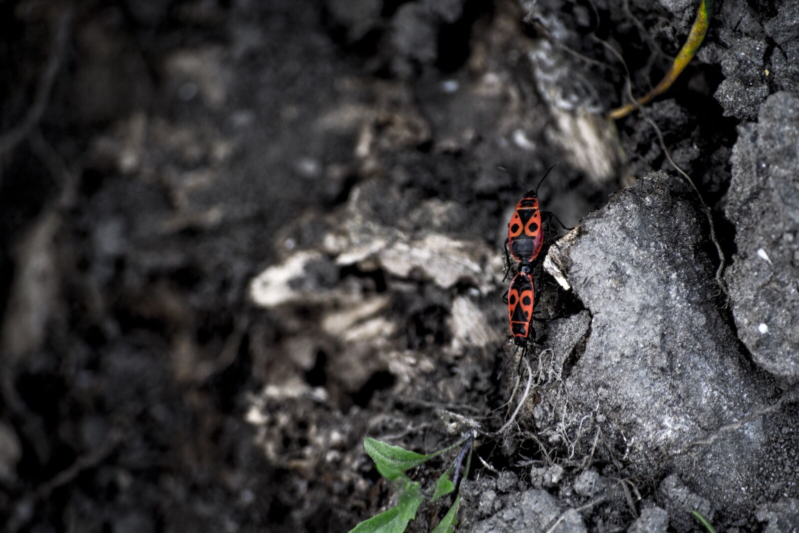 Nikon D5200 sample photo. Bugs, nature, insect photography